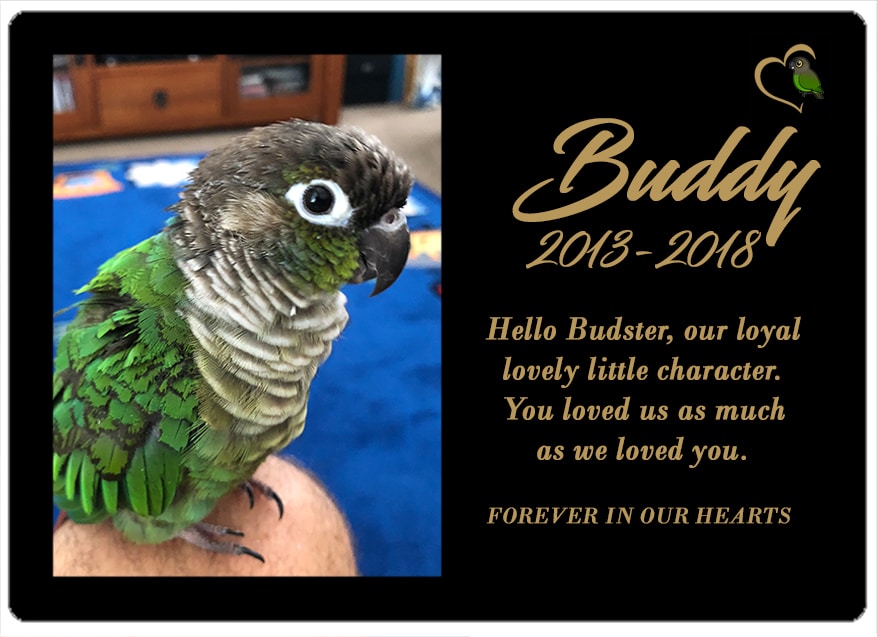 Buddy (NSW) 27.03.2018