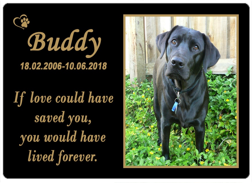 Buddy (QLD) 23.06.2018
