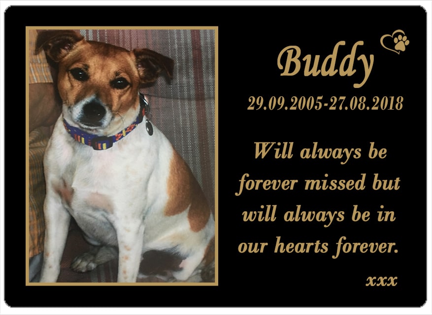 Buddy (VIC)-2 29.08.2018