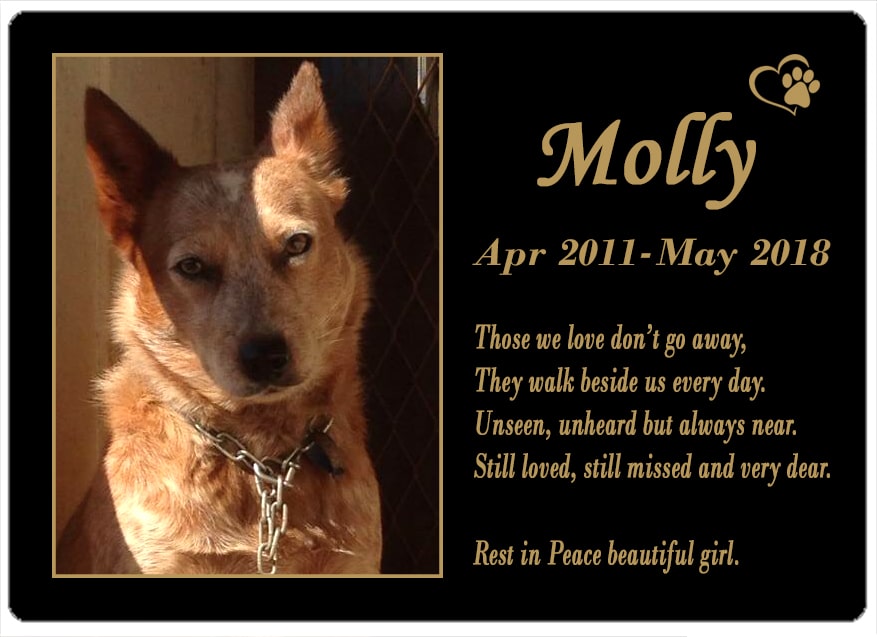 Molly (QLD) 08.05.2018