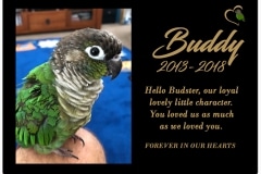 Buddy (NSW) 27.03.2018